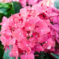 Pink Reblooming Hydrangea Live Plant, Flower Shrub, 2.5 Inch Pot by HILROQG
