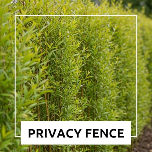 (One) Fastest Growing Tree in The World - Ready to Plant - One Live Aussie Hybrid Willow Tree Rooted Cut - Great for Fast Shade - 10 feet in First Year - Austree Hybrid Willow Privacy Tree - Image 4
