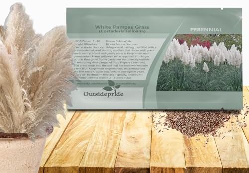 Outsidepride White Pampas Grass Seeds – 1,000 Pcs. Perennial, Drought-Tolerant Ornamental Grass for Large Garden Borders, Privacy Landscaping, Xeriscaping, and Low-Maintenance Outdoor Spaces by Outsidepride