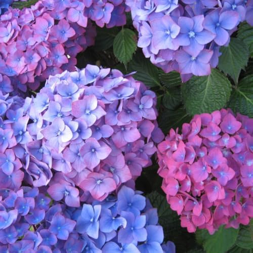 Rebloomer Pink Purple Hydrangea Bush Live Plant, Shrub Plant, 2.5 Inch Pot by HILROQG
