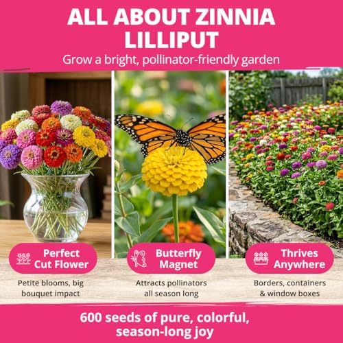 HOME GROWN Zinnia Seeds, Lilliput Mix, 600 Seeds, Zinnia elegans - Image 6
