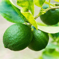 Mexican Key Lime Tree - 2-5 Inch Tall Live Plant - Potted Lime Fruit Seedling - Citrus aurantifolia by Unknown