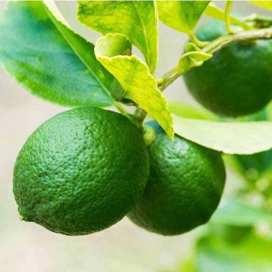 Mexican Key Lime Tree - 2-5 Inch Tall Live Plant - Potted Lime Fruit Seedling - Citrus aurantifolia by Unknown