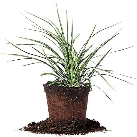 Perfect Plants Aztec Grass Liriope, 1 Gallon, Groundcover by PerfectPlantsNursery