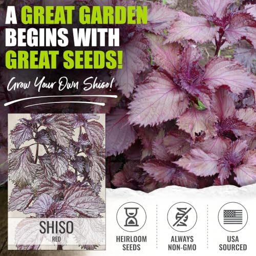 Seed Needs Red Shiso Seeds to Plant an Herb Garden - 2 Packs - Image 2