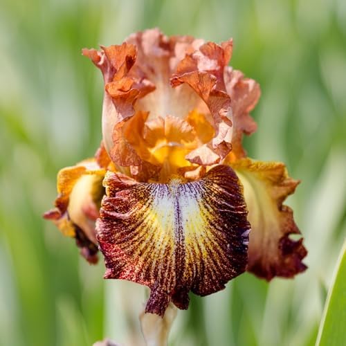 Easy to Grow Bearded Iris Paprika Fono 3 Plant Bulbs - Burgundy Red & Yellow Flowers Spring to Fall, Full Sun Low Maintenance Zones 3-10 - Image 2