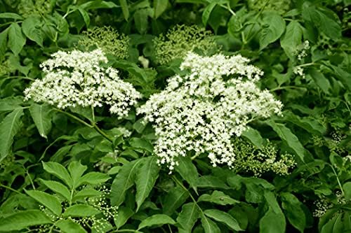 Elderberry Plants Live, Black American Sweet Elderberry Bush, 6-12 Inches Height, 2 Pack by Unknown