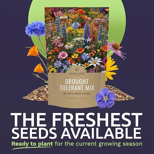 Drought Tolerant Wildflowers Mix – Bulk Quarter Pound Bag – Over 30,000 Open Pollinated Non-GMO Seeds – 21 Different Dryland Species - Image 2