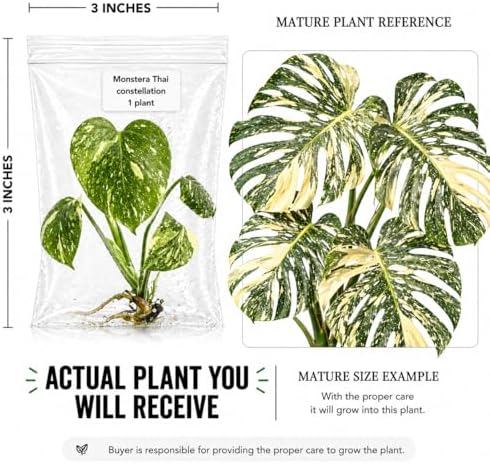 Monstera Thai Constellation, Complete Tissue Culture Kit – Rare Live Monstera Plant - Image 2