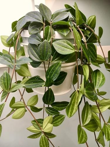 Variety of Peperomia Live Plant for Houseplant Tropical Shurb 4" Pot (Rare Trailing Peperomia Vine) - Image 7