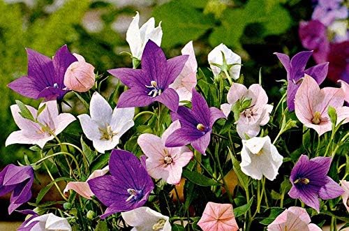 Balloonflower Mix 150 Seeds, Blue Pink White Perennial Flowers - Image 7