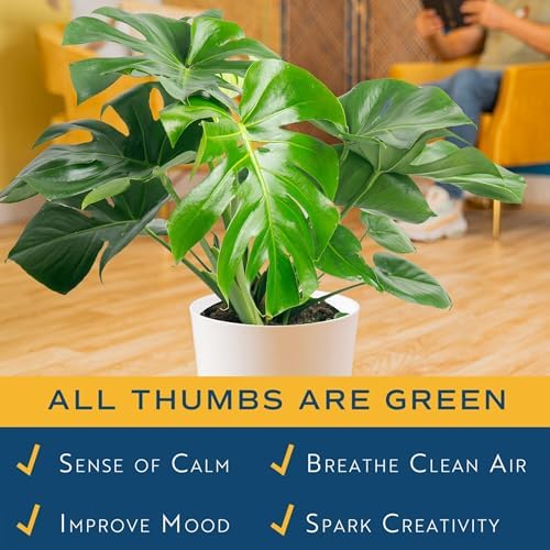 Costa Farms Monstera, Live Indoor Plant, Tropical Plant, Home Decor - Image 5