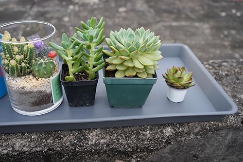 VUWEZ 2 Pack Plant Saucer Tray Rectangular, Plant Growing Nursery Trays, Heavy Sturdy Seed Starting Trays, Plant Starter Trays for Indoors No Holes, Seed Starter Growing Tray (17.5"x10.6", Gray) - Image 5
