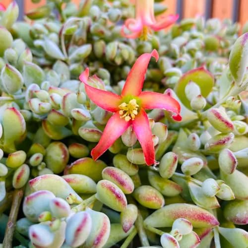 Rare Cotyledon Pendens Live Plant, Well-Rooted Starter Plant, 4 Inch Pot - Image 3