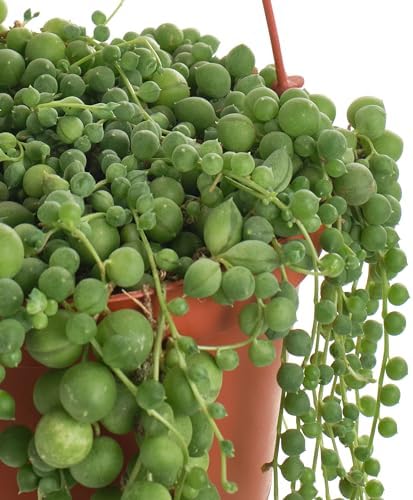 Shop Succulents - Live String of Pearls 6" Hanging Succulent Houseplant - Image 2