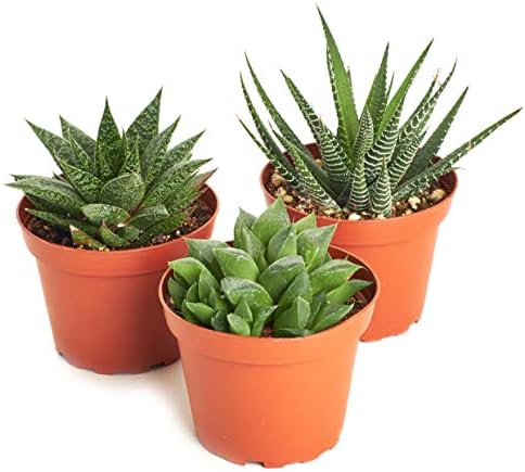 Shop Succulents | Haworthia Collection| Assortment of Hand Selected, Fully Rooted Alluring Miniature Aloe Live Indoor Succulent Plants, 10-Pack - Image 3