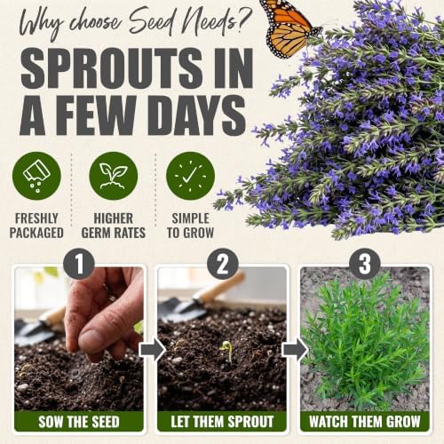 Seed Needs Blue Hyssop Seeds to Plant Non-GMO & Heirloom Herbs XL Pack - Image 5