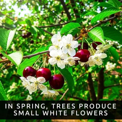 3 Black Cherry Tree Live Plants 1–2 Ft Tall (Prunus serotina) – Fast Growing Native Fruit Tree – Edible Cherry, Wildlife Habitat & Backyard OrchS Plants - Image 2