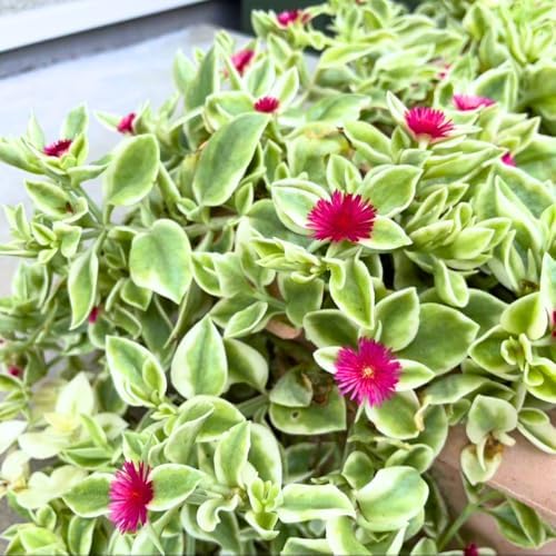 2 Variegated Baby Sun Rose Live Plants, Hardy Ground Cover, 2 Inch Pot - Image 4
