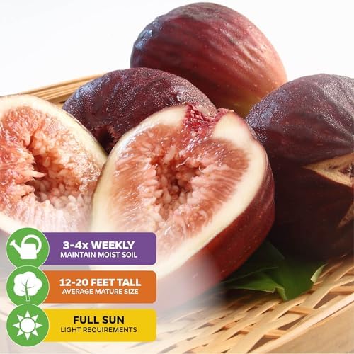 Beer's Black Fig Tree (Dwarf Habit) Live Plant - Ficus carica 'Beer's Black' - Wellspring Gardens - Cold-Hardy Fig, Dwarf Fig Tree, Compact Fig Plant - Fruit Bearing Starter Tree - Image 4