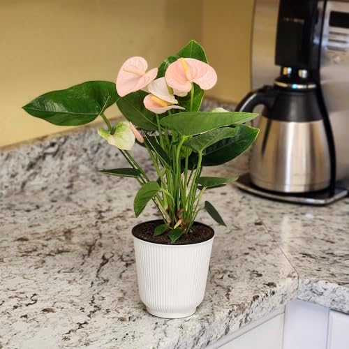 Pink Anthurium Live Plant Decor (Approx. 13-16" Tall), Real Flowers/House Plants in 4" White Plant Pot, Floral Office Plants, Air Purifying Plants & Cool Gifts for Plant Lovers by Plants for Pets - Image 3