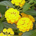 Lantana Plants Live - Yellow Lantana Lola Pack of 3 Live Plants for Planting - 4-6 Inches Tall - Attracts Butterflies, Perfect for Containers & Garden Beds, Low Maintenance by Unknown