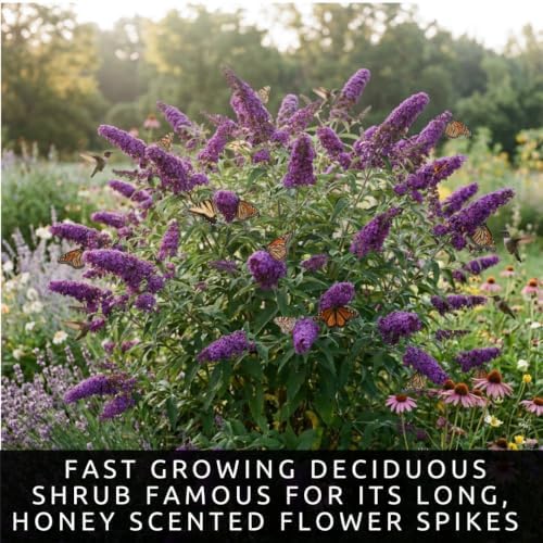Butterfly Bush Seeds for Planting | 100 Seeds | Buddleja Flower Shrub - Image 2