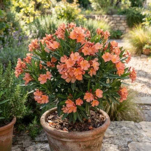 2 Dwarf Salmon Oleander Live Plants, 4–7 Inches Tall, Flowering Shrubs - Image 7