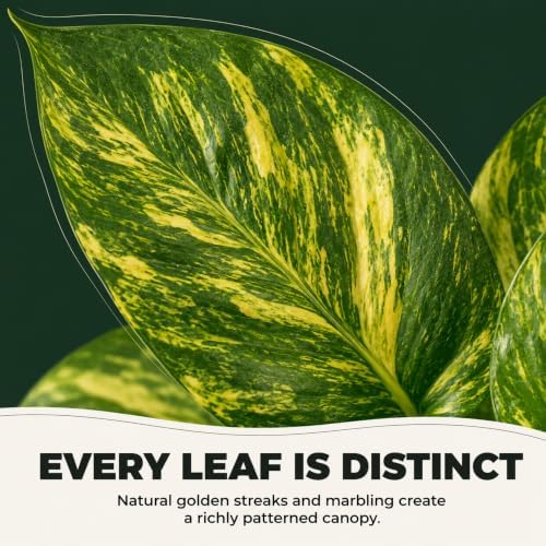 Golden Hawaiian Pothos Totem Pole, 8 Inch Grower Pot, Tall Climbing Plant - Image 4