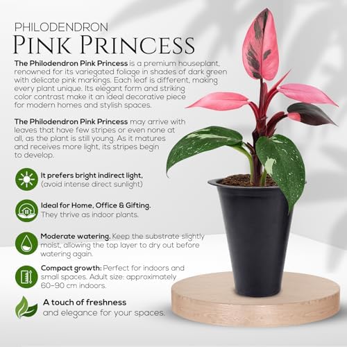 Philodendron Collection (4 Pack) - Birkin, White Princess, Pink Princess, Gloriosum-Rare Variegated Indoor Houseplants, Tropical Plants Live, Live Plants - Image 3