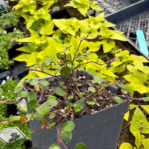 Muehlenbeckia complexa, Fairy Vine, houseplant, Cnt Sz: 3" - Image 5