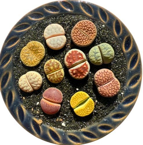 Live Lithops Succulent Plants, 10 Pcs, Rainbow Colorful Variety, Random Pick, Bare Root Without Pot & Soil, Indoor Office Desk Decoration, Plant Lovers Gifts by Unknown