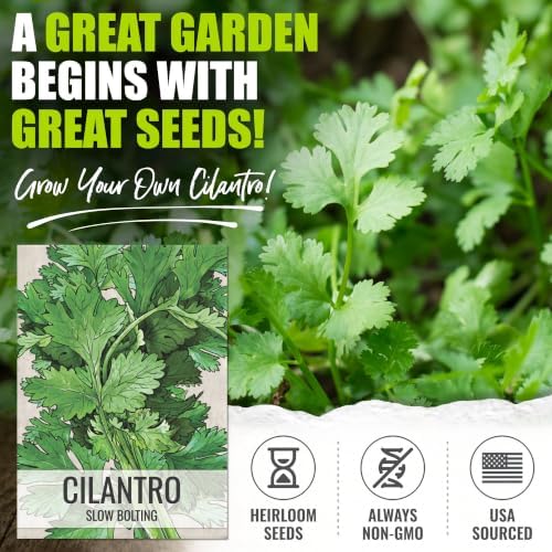 Seed Needs Slow Bolt Cilantro Seeds to Plant an Herb Garden - 5 Packs - Image 2