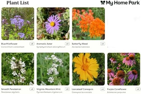 32 Live Outdoor Native Plants for Full Sun to Support Monarch Butterflies– Includes Purple Coneflower, Wild Bergamot, Butterfly Weed & More – Not Seeds – 4–8” Tall on Arrival – Easy to Grow Perennials - Image 3