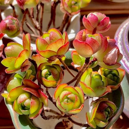 Aeonium saundersii Pinheads Rare Live Succulent Plants, Pink Cluster 3.5" Live Plant, Package Without Pot Soil, Garden Indoor Office Desk Wedding Party Baby Shower Decoration, Friend Plant Lovers Gift - Image 2