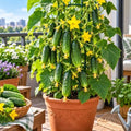Cucumber Indoor F1 10 Seeds, Compact Variety for Windowsill Growing by Unknown