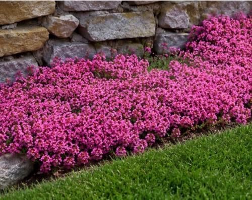 Creeping Thyme - Live Plant in 3.5" Pot - Image 2