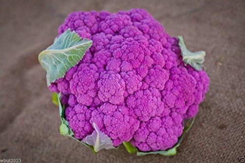Cauliflower Seeds - Graffiti Cauliflower - Flashy Purple Heads. 20 Seeds ! by Unknown