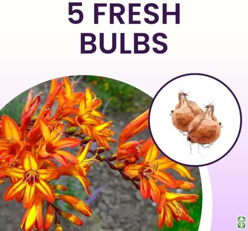 5 Firestarter Crocosmia Blubs - Grows 30-48" Tall. - Image 3