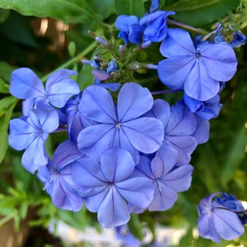 2 Blue Plumbago Live Plants, 4-8'' Tall Blue Plumbago Plant Vine Shrub by Unknown