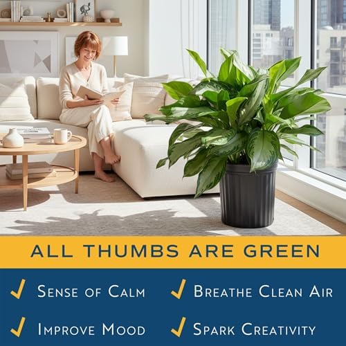Costa Farms Chinese Evergreen, Live Indoor Plant, Easy Care, Home Decor - Image 4