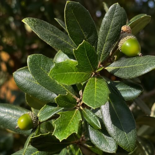 Southern Live Oak Tree | Quercus Virginiana | 50 Live Plants | Durable Picturesque Shade Tree | Dark Green Foliage - Image 3