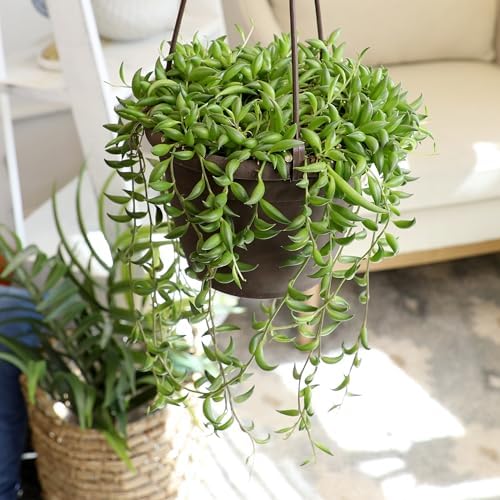 String of Bananas Plant Live Succulent, 6 in. Pot, Easy Trailing Succulents - Image 3
