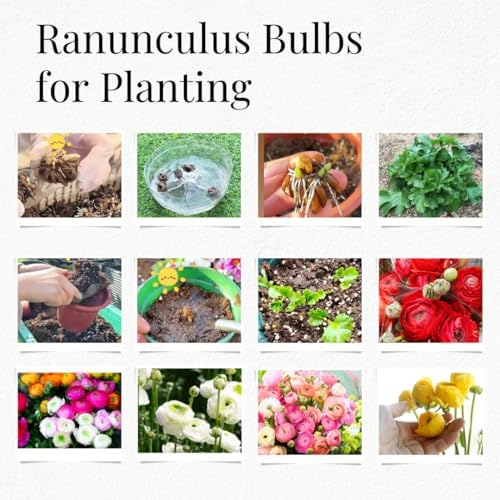 25 Mixed Ranunculus Bulbs for Planting, Peony Perennial Flower - Image 6
