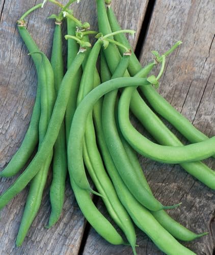 Burpee White Half Runner Pole Bean Seeds 2 ounces of seed by Burpee