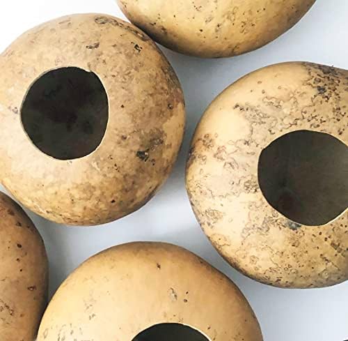 Bushel Basket Gourd Seeds (Lagenaria siceraria) 10 Seeds (3 g) - Huge Gourds for Crafts by Smoke Camp Crafts by SmokeCampCrafts