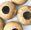 Bushel Basket Gourd Seeds (Lagenaria siceraria) 10 Seeds (3 g) - Huge Gourds for Crafts by Smoke Camp Crafts by SmokeCampCrafts