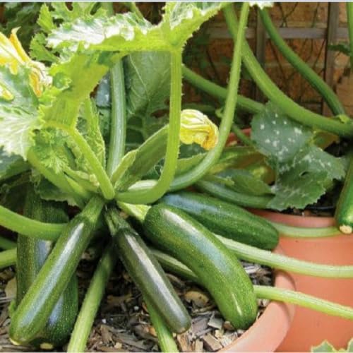 2 Green Zucchini Live Plants, Vegetable Seedling, 4 Inch Pot - Image 3