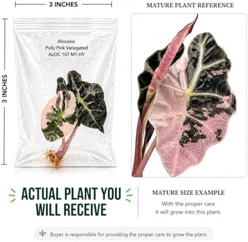 Alocasia Polly Pink Variegated, Complete Tissue Culture Kit – Live Alocasia Plant, Rare Indoor Houseplant - Image 2