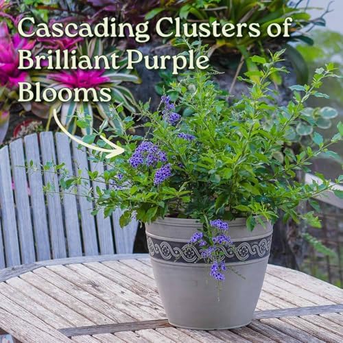 Tropical Plants of Florida - Duranta Sapphire Showers - Flowering Bush Plant - Overall Height 22" to 26" (Plant Only) - Image 4
